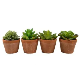 11cm Succulent in Terracotta Pot