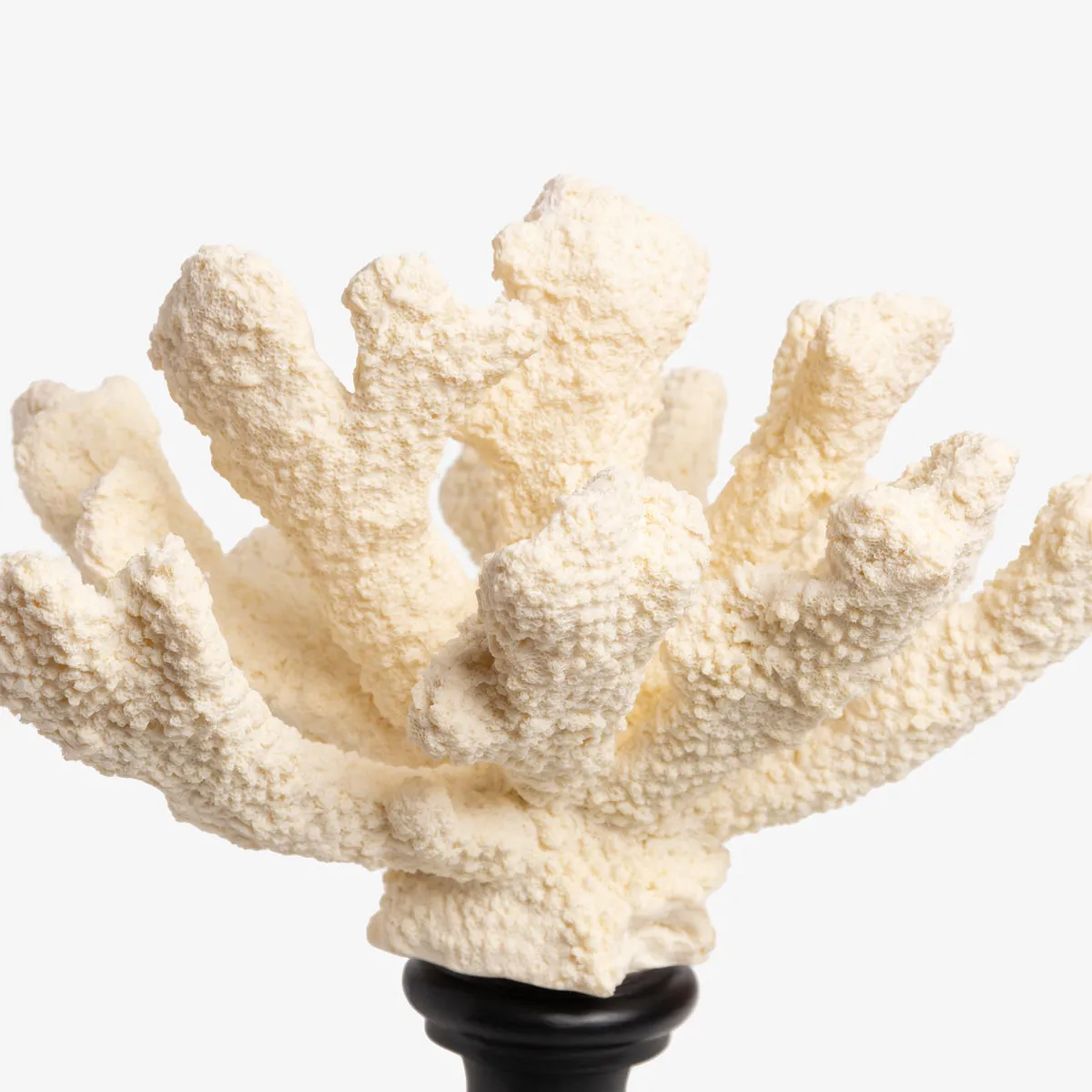 Coral On Pedestal Base